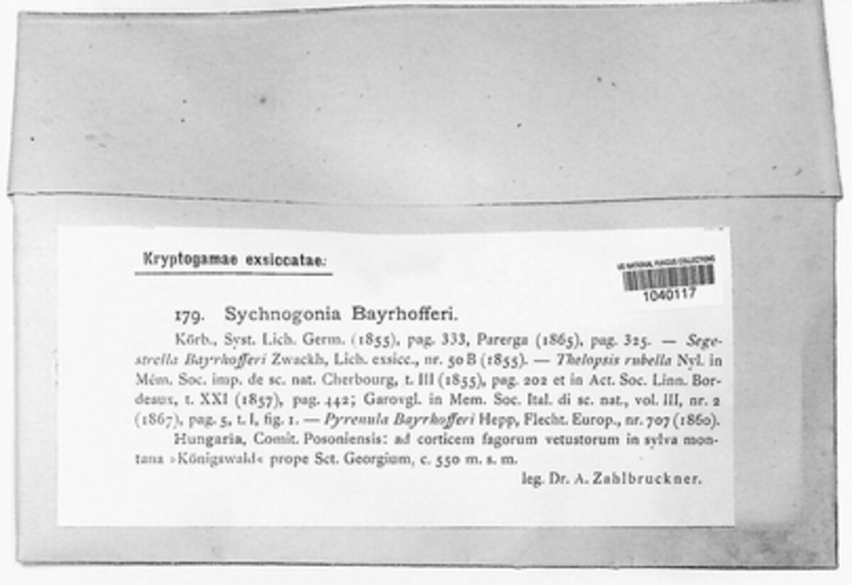 Sychnogonia bayrhofferi image